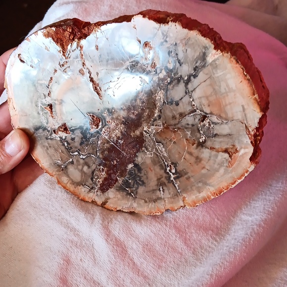 Large petrified wood slice 27.7 oz - Picture 6 of 6